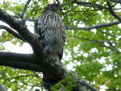 Accipiter chilensis
