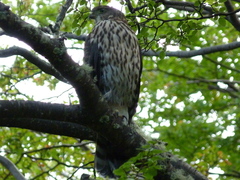 Accipiter chilensis
