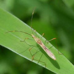 Stenocoris apicalis