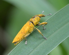 Gasteroclisus