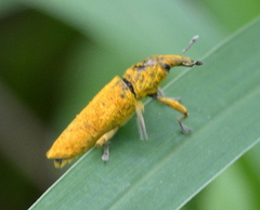 Gasteroclisus