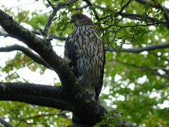 Accipiter chilensis