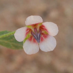 Hermannia boraginiflora