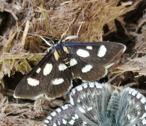 Anania funebris