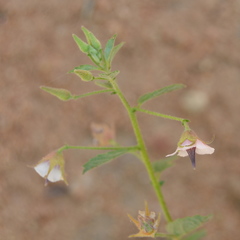 Hermannia boraginiflora