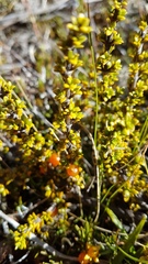Coprosma fowerakeri