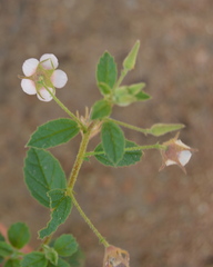 Hermannia boraginiflora