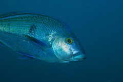 Nemadactylus valenciennesi