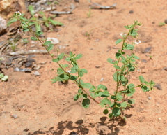 Hermannia boraginiflora