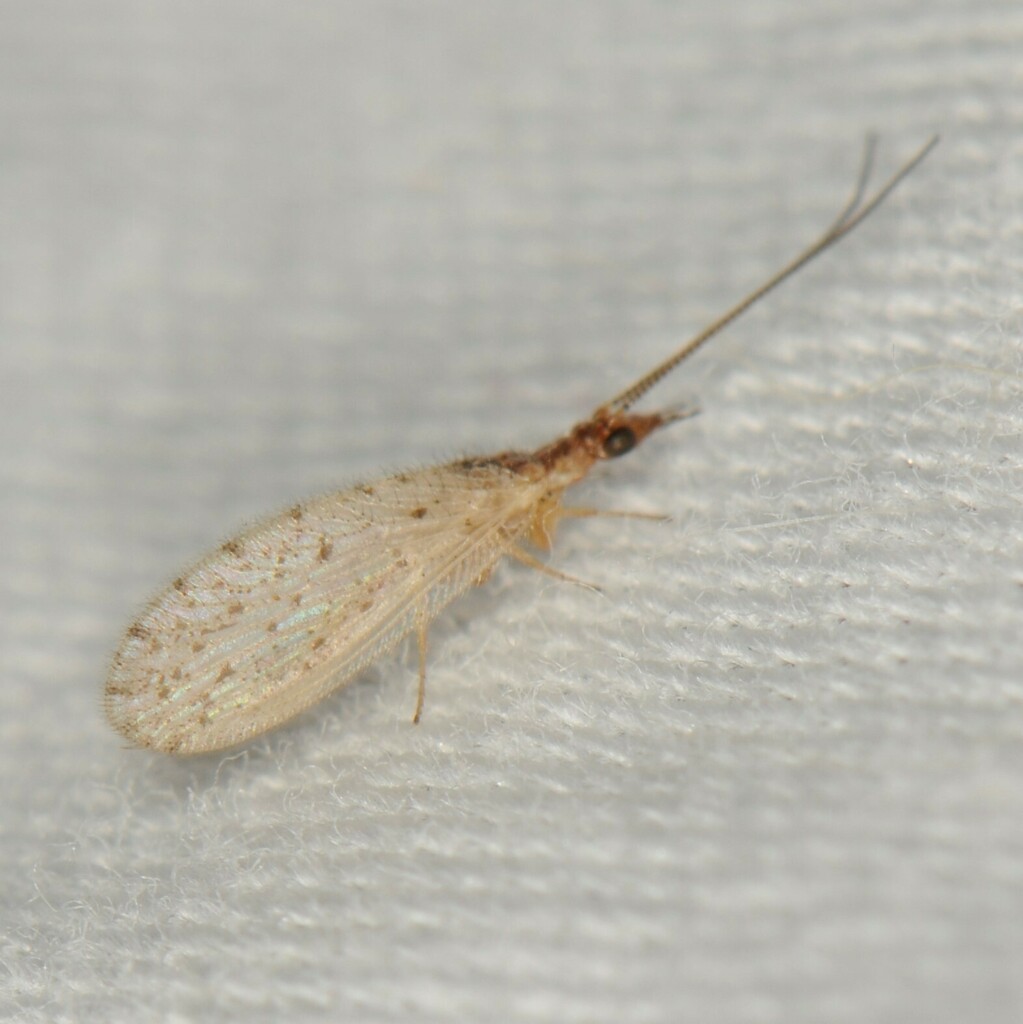 Sympherobius perparvus