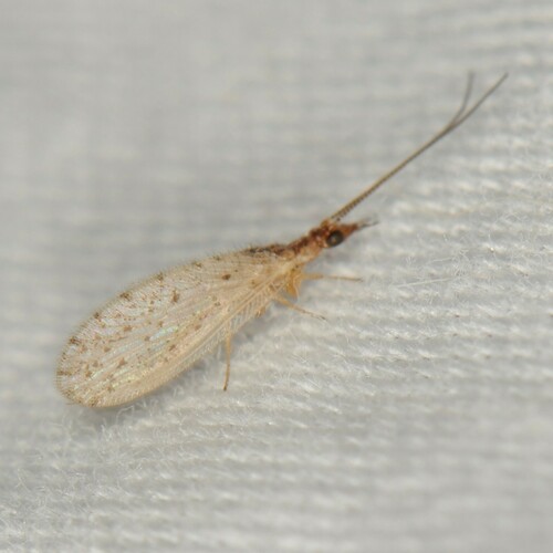 Sympherobius perparvus