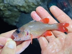 Pinstripe Cardinalfish photo 2