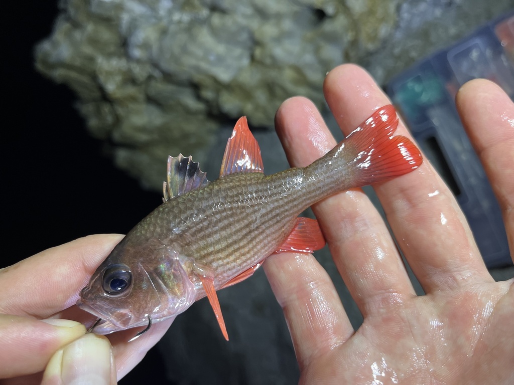 Pinstripe Cardinalfish