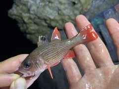Pinstripe Cardinalfish photo 1