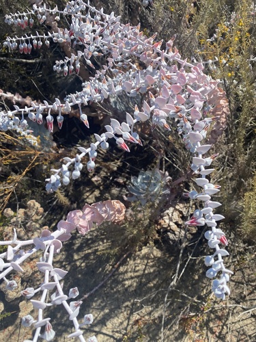 iNaturalist observation photo of Chalk Dudleya