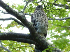 Accipiter chilensis