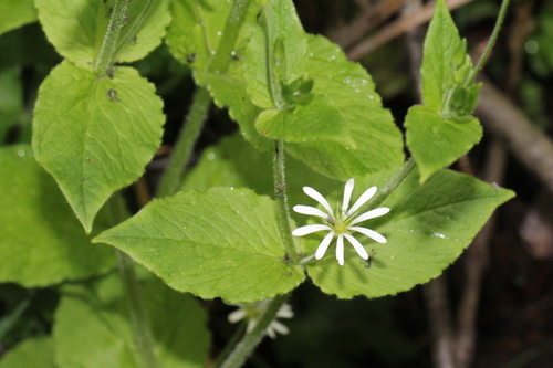 hviezdica hájna (Stellaria nemorum)
