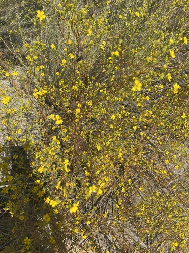 iNaturalist observation photo of Clustered Tarweed