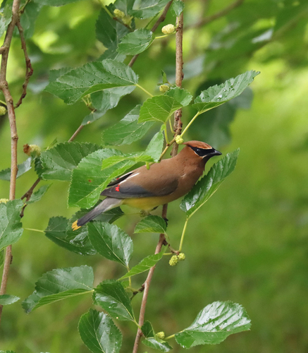 Cedar Waxwing photographed in Connecticut