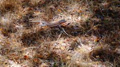 Callopistes maculatus