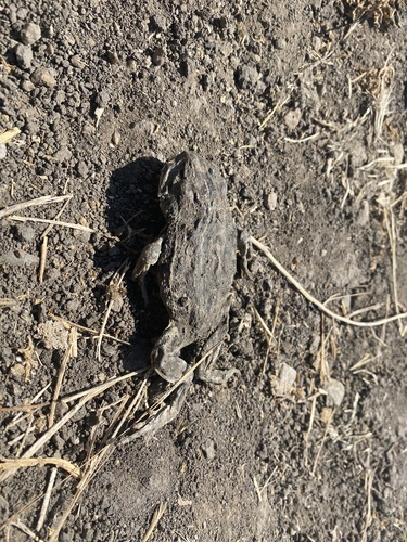 iNaturalist observation photo of Western Toad