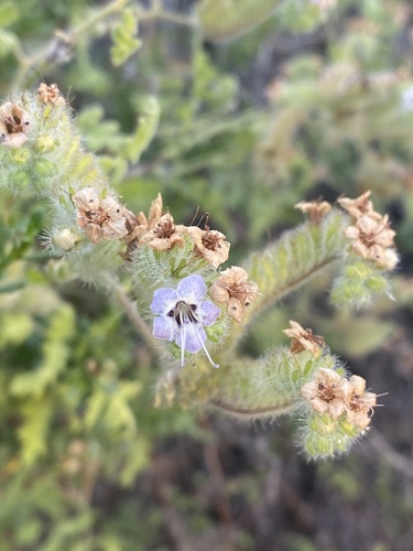 iNaturalist observation photo of branching phacelia