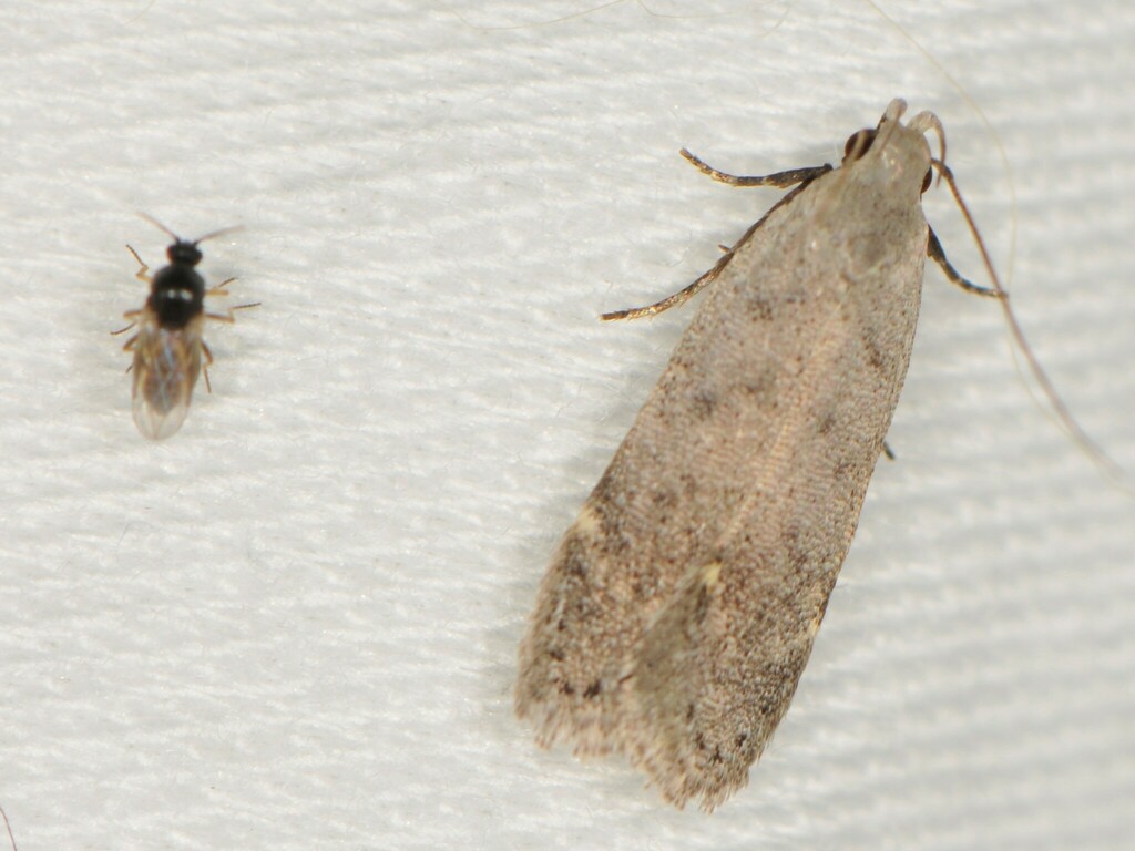 Atrichopogon minutus