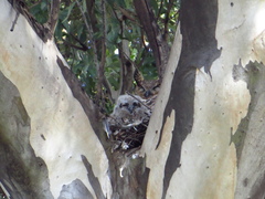 Bubo virginianus nacurutu