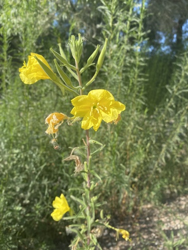 iNaturalist observation photo of tall evening primrose