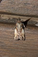 Harmologa scoliastis