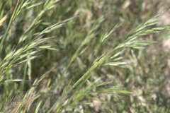 Bromus berteroanus