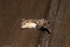 Harmologa scoliastis