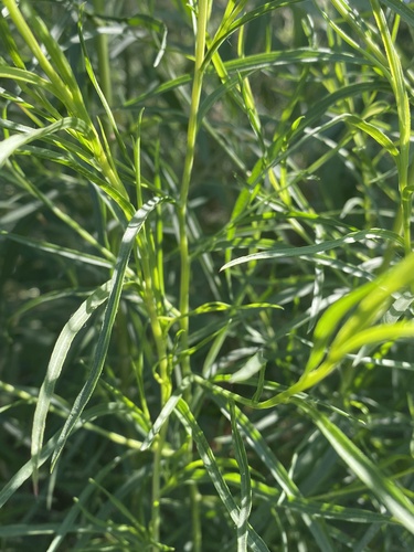 iNaturalist observation photo of Asteroideae