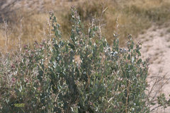 Atriplex torreyi
