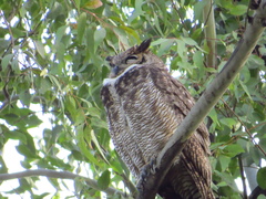 Bubo virginianus nacurutu