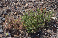 Lepidium lasiocarpum