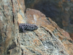 Liolaemus zapallarensis