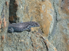 Liolaemus zapallarensis