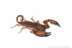 Hormuridae
