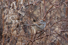 Spizelloides arborea arborea