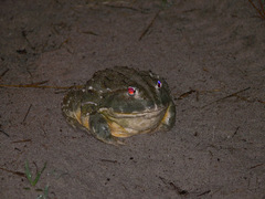 Pyxicephalus adspersus