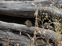 Octodon degus