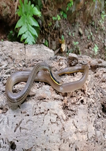 Günther's Reed Snake