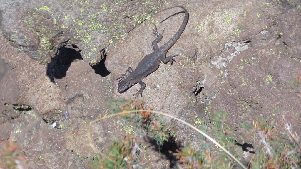 Slag Lizard