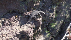Slag Lizard photo 2