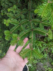 Abies balsamea image
