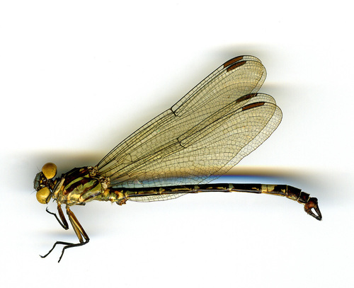 Epigomphus llama