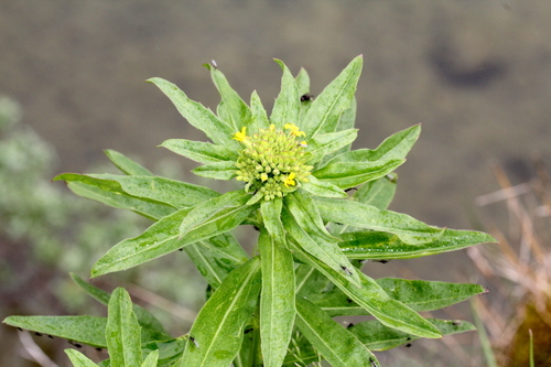 horčičník (Erysimum)