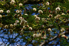 Acacia sieberiana var. woodii image