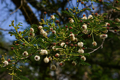 Acacia sieberiana var. woodii image